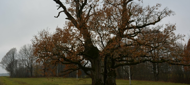 Mingėlos oak